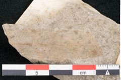 Foto (Detailansicht) von Eucalyptus haeringiana Ettingshausen (NHMW-GEO-2024-0188-7921)